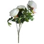 Cream Peony Rose Flower Bush