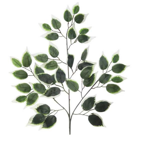 Variagated Green Ficus Branch Leaves 50cm